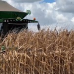 entre-clima,-custos-e-desvalorizacao-produtor-adota-cautela-na-definicao-da-area-de-milho-em-mt