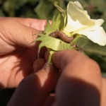 tecnologia-embarcada-na-semente-amplia-controle-de-pragas-e-reduz-riscos-na-cotonicultura