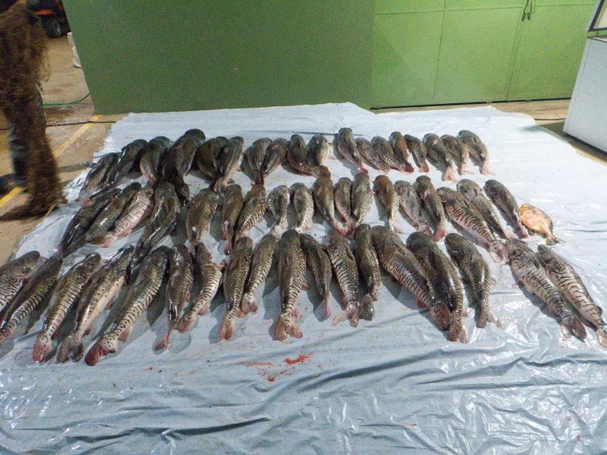 Peixe apreendido em Poxoréu.