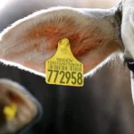 Passaporte verde pecuaria mt prevê rastreabilidade socioambiental, apoio à regularização e acesso a mercados mais exigentes para a carne mato-grossense.