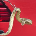 Bombeiros capturam cascavel avenida em Campo Verde. Cobra de 1,5m estava perto de casas e foi solta na natureza. Veja detalhes do resgate.