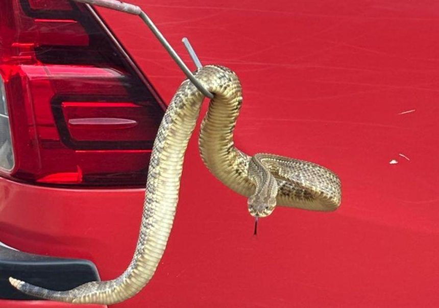 Bombeiros capturam cascavel avenida em Campo Verde. Cobra de 1,5m estava perto de casas e foi solta na natureza. Veja detalhes do resgate.