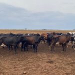 governo-de-mato-grosso-injeta-r$-10,5-milhoes-para-modernizar-producao-de-leite