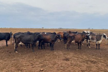 governo-de-mato-grosso-injeta-r$-10,5-milhoes-para-modernizar-producao-de-leite