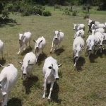 exportacao-de-penis-bovino-gera-ate-us$-6-mil-por-tonelada-no-mercado-asiatico