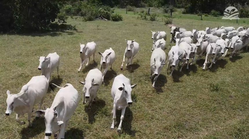exportacao-de-penis-bovino-gera-ate-us$-6-mil-por-tonelada-no-mercado-asiatico