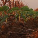 vale-do-guapore-recebe-primeira-edicao-presencial-do-giro-de-pesquisa