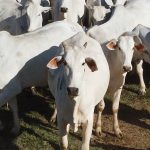 mato-grosso-fecha-2025-com-recorde-historico-de-7,46-milhoes-de-bovinos-abatidos