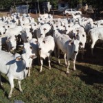 reforma-tributaria-exige-mudancas-imediatas-na-rotina-do-produtor-rural-em-mato-grosso