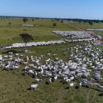 mato-grosso-deve-vacinar-4-milhoes-de-bezerras-contra-a-brucelose