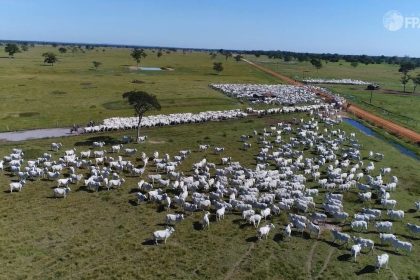 mato-grosso-deve-vacinar-4-milhoes-de-bezerras-contra-a-brucelose