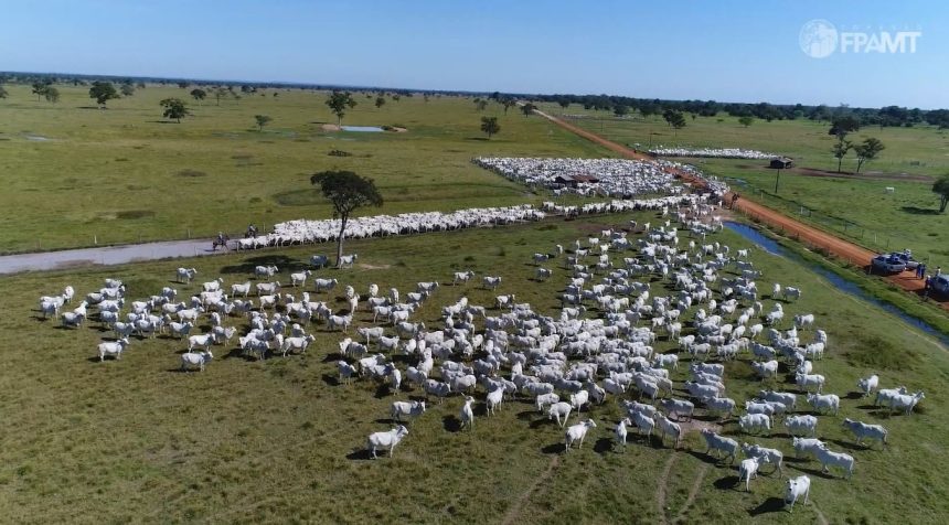 mato-grosso-deve-vacinar-4-milhoes-de-bezerras-contra-a-brucelose