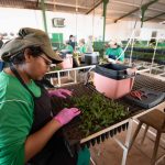 setor-florestal-de-mato-grosso-registra-alta-de-5%-na-geracao-de-empregos-formais-em-2025