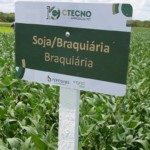 pesquisa-no-campo-prova-que-solo-arenoso-em-mato-grosso-pode-produzir-mais