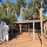 famato-alerta-produtores-apos-segundo-caso-de-gripe-aviaria-em-mato-grosso