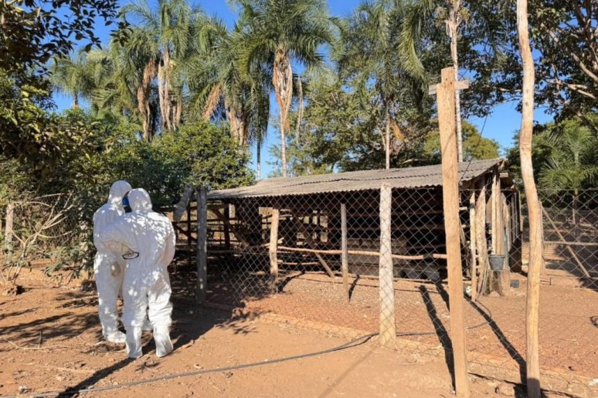 famato-alerta-produtores-apos-segundo-caso-de-gripe-aviaria-em-mato-grosso