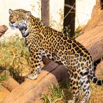 na-era-do-gelo,-oncas-cacavam-animais-com-quase-1-tonelada