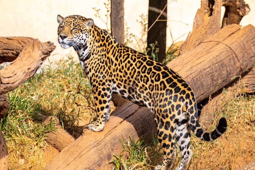 na-era-do-gelo,-oncas-cacavam-animais-com-quase-1-tonelada