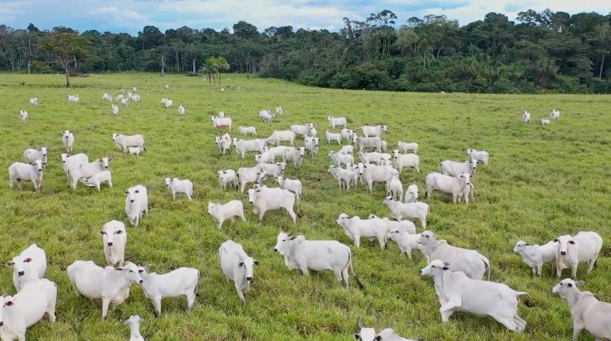 mato-grosso-amplia-abate-de-bovinos-em-43%-e-rejuvenesce-rebanho-em-duas-decadas