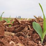 milho-ainda-engatinha-no-plantio-em-mato-grosso