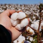 instabilidade-climatica-desacelera-operacoes-do-algodao-e-eleva-alerta-fitossanitario