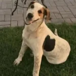 cachorro-comunitario-abacate-e-morto-por-um-tiro-no-parana