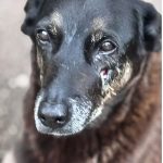 saiba-que-sancoes-podem-ser-aplicadas-a-jovens-que-mataram-cao-orelha