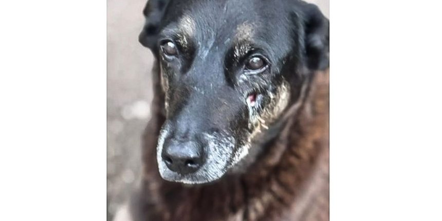 adolescentes-suspeitos-de-matar-o-cao-orelha-voltam-ao-brasil