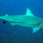 tubarao-cabeca-chata-e-provavel-especie-que-atacou-garoto-em-olinda