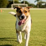 Causa animal: União e CIBEAR promovem adoção no Luthero Lopes