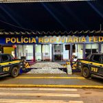 Tabletes de skunk apreendidos pela Polícia Rodoviária Federal em Rondonópolis sobre carga de papelão.