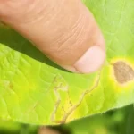 Folha de soja com galerias de larva-minadora.