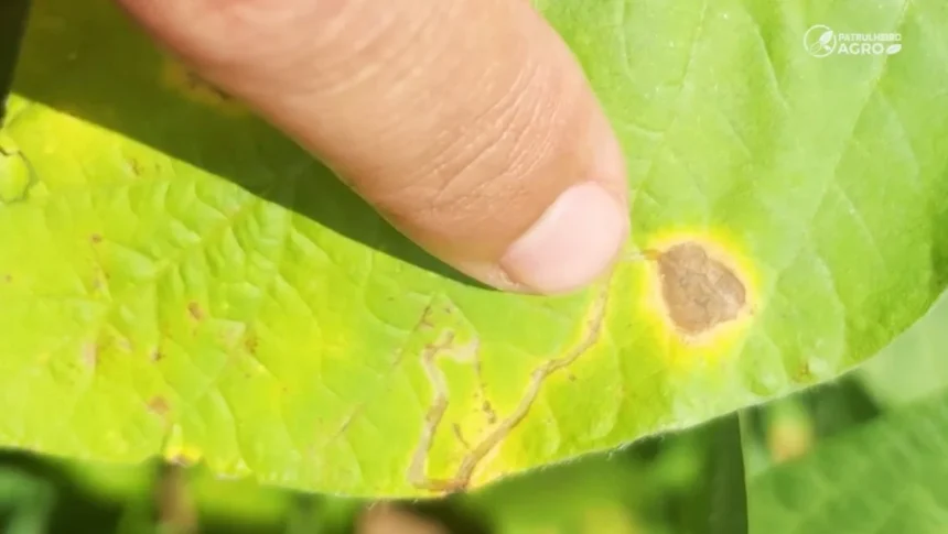 Folha de soja com galerias de larva-minadora.