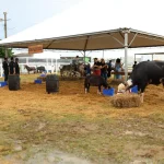 A Mini Fazenda na Farm Show MT terá o triplo de animais e tamanho na 10ª edição. Veja horários e atrações da feira em Mato Grosso.