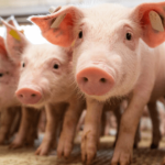 Criação de porcos em granja industrial de Mato Grosso destacando a produção de suínos.