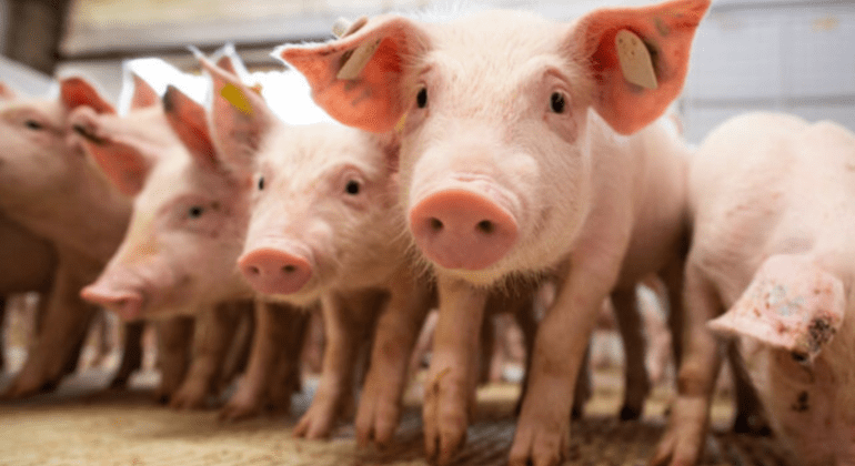 Criação de porcos em granja industrial de Mato Grosso destacando a produção de suínos.