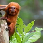 tv-brasil-apresenta-maratona-de-serie-sobre-animais-em-extincao