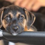 convivio-com-animais-e-acoes educativas ensinam-a-combater-violencia