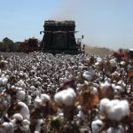 custo-elevado-de-producao-pressiona-algodao-e-area-recua-8%-em-mato-grosso