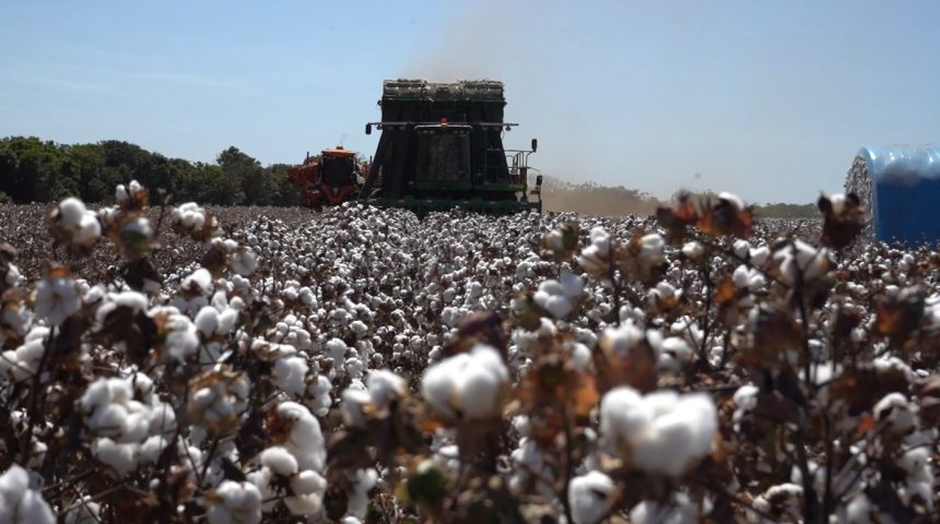 custo-elevado-de-producao-pressiona-algodao-e-area-recua-8%-em-mato-grosso