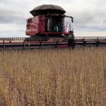 imea-eleva-projecao-de-soja-para-50,5-mi/t-em-mato-grosso