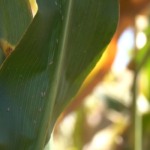 estudo-revela-impacto-bilionario-da-cigarrinha-na-cultura-do-milho