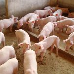 suino-vivo-sofre-desvalorizacao-de-quase-17%-em-mato-grosso