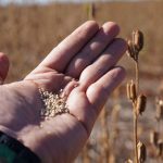 gergelim-se-consolida-como-alternativa-estrategica-e-producao-cresce-17%-em-mato-grosso