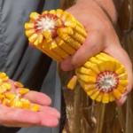 queda-nos-precos-da-soja-e-foco-na-colheita-limitam-negociacoes-expressivas-em-mato-grosso