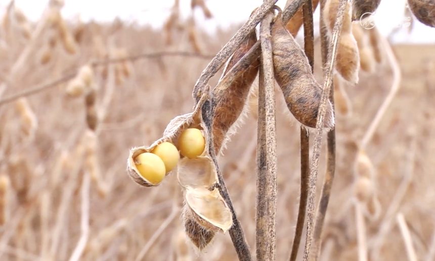 cadastro-de-areas-de-soja-em-mato-grosso-encerra-neste-domingo