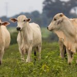 abate-de-bovinos-em-mato-grosso-registra-recorde-em-janeiro