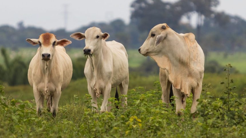 abate-de-bovinos-em-mato-grosso-registra-recorde-em-janeiro
