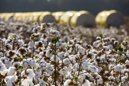 algodao-brasileiro,-fibra-natural:-inscricoes-para-o-15o-cba-abrem-em-1o-de-abril