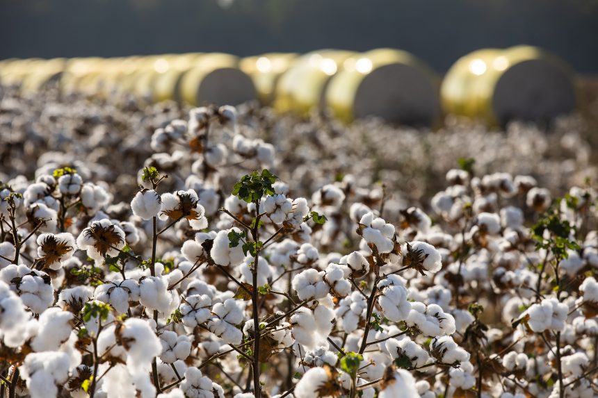 algodao-brasileiro,-fibra-natural:-inscricoes-para-o-15o-cba-abrem-em-1o-de-abril